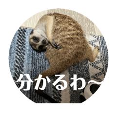 [LINEスタンプ] ミーアキャット学園