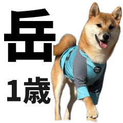 [LINEスタンプ] 柴犬の岳 1歳