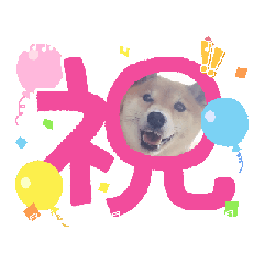 [LINEスタンプ] 柴犬ふうかの日常 