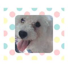 [LINEスタンプ] ビションフリーゼ_CoCo_スタンプ_9 
