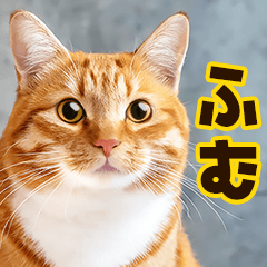[LINEスタンプ] ねこ写真❤ポップで見やすい日常会話3
