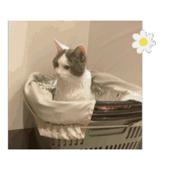 [LINEスタンプ] 猫のスタンプ、猫の一日 