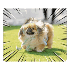 [LINEスタンプ] pekiペキpeki 