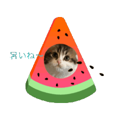 [LINEスタンプ] スコティッシュフォールド猫にゃんスタンプ 
