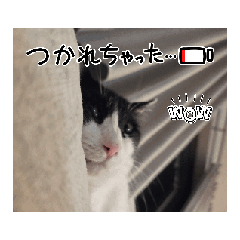 [LINEスタンプ] 癖が強いにゃんこ隊