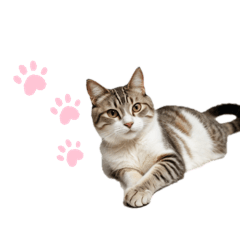 [LINEスタンプ] ねこたちの日常！