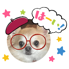 [LINEスタンプ] キララの世界（ロングコートチワワ）