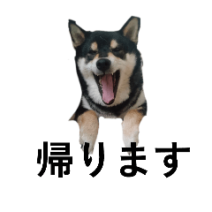 [LINEスタンプ] 黒柴犬 柴犬 毎日デカ文字 フェル15