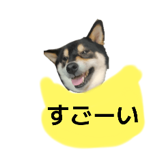 [LINEスタンプ] イケメン黒柴犬 柴犬 褒めるデカ文字 16