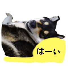 [LINEスタンプ] 黒柴犬 柴犬 毎日楽しい フェル 15