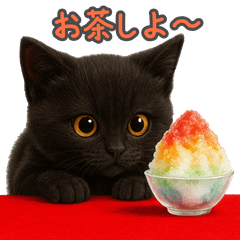 [LINEスタンプ] 夏を楽しむ♪黒猫ぬいぐるみスタンプ
