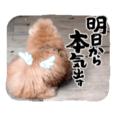 [LINEスタンプ] ぷぅ助さんの日常会話③マイペース編 