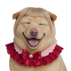 [LINEスタンプ] 赤い服を着た紀州犬 (NT)