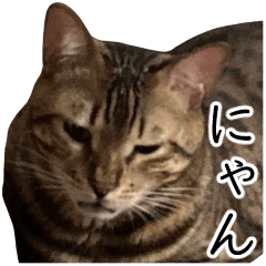 [LINEスタンプ] 猫のむぎちゃん！