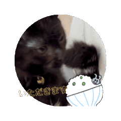 [LINEスタンプ] うちのnekoシリーズ7 