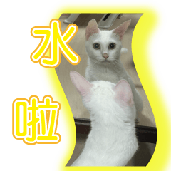 [LINEスタンプ] ダイナミックな白いかわいい猫 