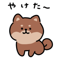 [LINEスタンプ] ゆる柴犬スタンプ17・サマー夏