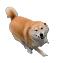 [LINEスタンプ] 最高の柴犬