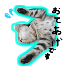 [LINEスタンプ] うちのnekoシリーズ8