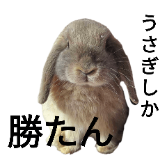 [LINEスタンプ] うさぎしか勝たん！スタンプ