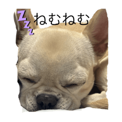 [LINEスタンプ] チワブルのホトちゃん①
