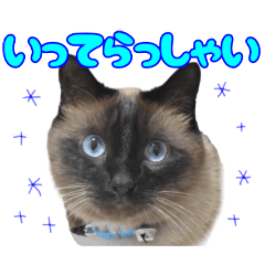 [LINEスタンプ] 【第5弾】アッシュ写真スタンプ