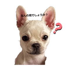 [LINEスタンプ] チワブルのホトちゃん②