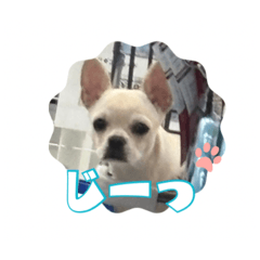 [LINEスタンプ] チワブルのホトちゃん③