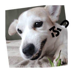 [LINEスタンプ] FCわんず