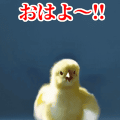 [LINEスタンプ] 激しく動く！うざいヒヨコ！