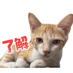 [LINEスタンプ] サヤカの家のペットたち