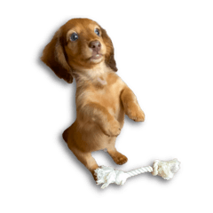 [LINEスタンプ] 世界で1番可愛いポポ⑤