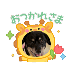 [LINEスタンプ] わが家のアイドル なぁちゃん 