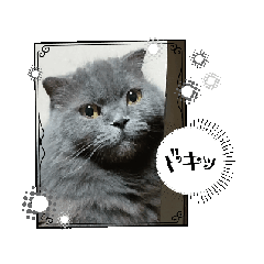 [LINEスタンプ] ウチのぬこandうさ 