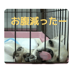 [LINEスタンプ] チワブルのホトちゃん④ 