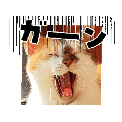 [LINEスタンプ] うちの子ら。日常編 