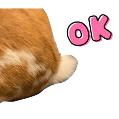 [LINEスタンプ] うさけつです。うさぎのフッくん