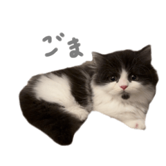 [LINEスタンプ] ぼくはごまちゃん