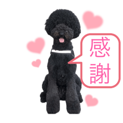 [LINEスタンプ] スタンダードプードル家族