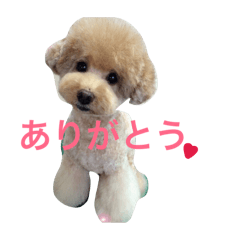 [LINEスタンプ] トイプードルのモコちゃん♡40スタンプ❗️