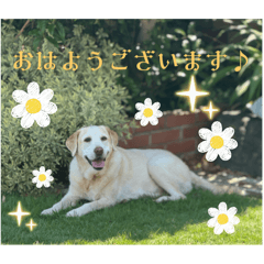 [LINEスタンプ] 動物が気持ちを伝えてくれる