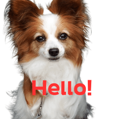 [LINEスタンプ] ララの英語スタンプ