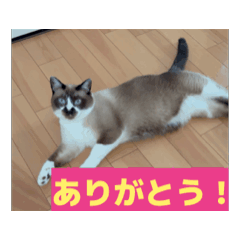 [LINEスタンプ] サワー ランス マカロン ベア テト シリ