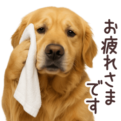 [LINEスタンプ] ゴールデンレトリバー☆毎日使う日常会話