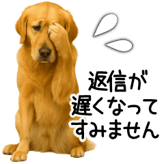 [LINEスタンプ] ゴールデンレトリバー☆毎日使える敬語集