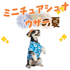 [LINEスタンプ] ミニチュアシュナの見やすい！夏スタンプ