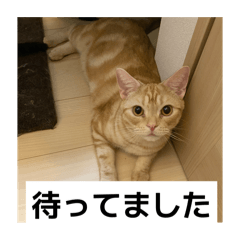 [LINEスタンプ] わが家のニャンTube☆6