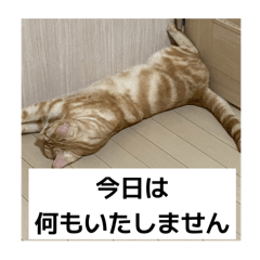 [LINEスタンプ] わが家のニャンTube☆5