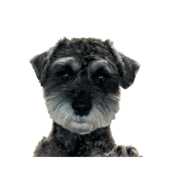 [LINEスタンプ] ギリギリな犬のスタンプ