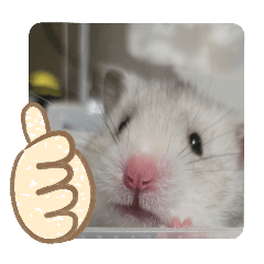 [LINEスタンプ] シャオミイピヨススタンプ